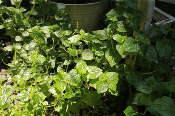 长在房子院子里的绿色小植物图片下载