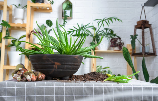 盆栽、移栽和繁殖是分离芦荟植株的后代。多肉放在桌子上，花盆里，泥土里，勺子里图片下载