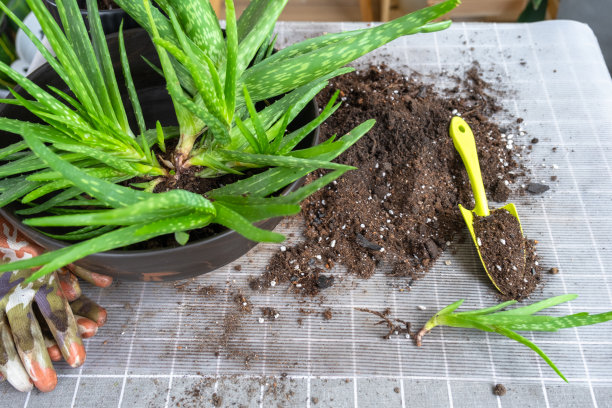 盆栽、移栽和繁殖是分离芦荟植株的后代。多肉放在桌子上，花盆里，泥土里，勺子里图片下载