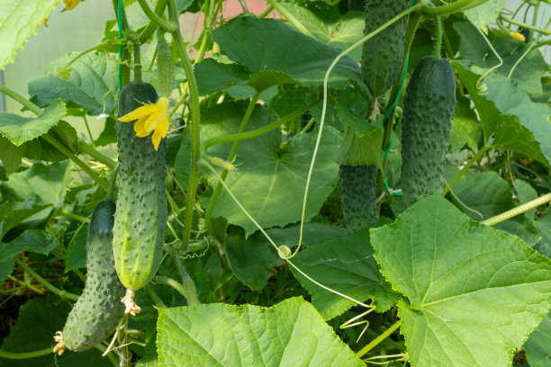 温室里正在成熟的黄瓜。有机食品。黄瓜植物与绿色的小黄瓜和黄色的花出版，海报，屏幕保护程序，壁纸，横幅，封面，邮政。高质量照片图片下载