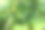 温室里正在成熟的黄瓜。有机食品。黄瓜植物与绿色的小黄瓜和黄色的花出版，海报，屏幕保护程序，壁纸，横幅，封面，邮政。高质量照片图片下载