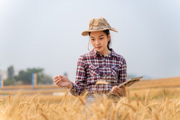 年轻的女农民使用技术来帮助她的农业，用她的电脑平板电脑跟踪她的大麦作物的数据图片下载
