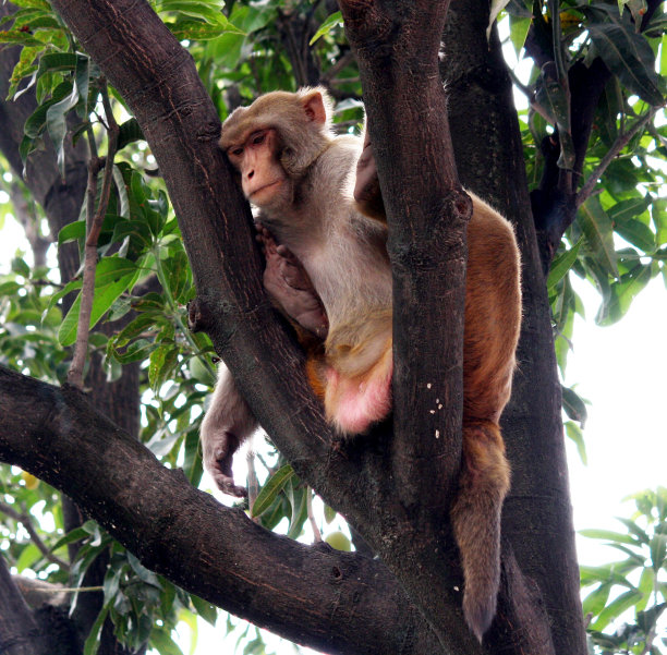 雄性恒河猴(猕猴)在芒果树上休息;(图片来源:Sanjiv Shukla)图片下载