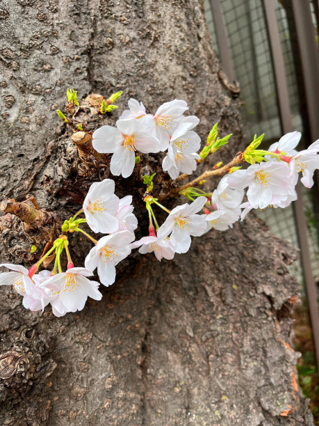 樱花盛开的春天景象图片下载