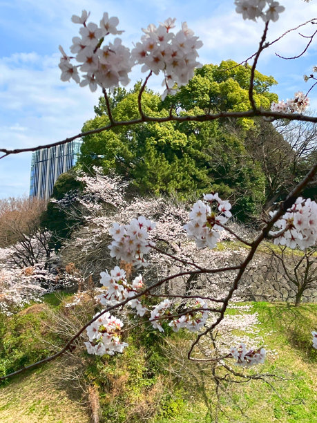 樱花盛开的春天景象图片下载