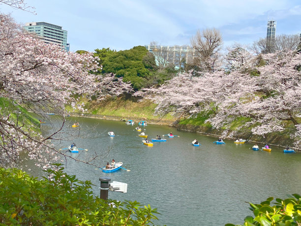 樱花盛开的春天景象图片下载
