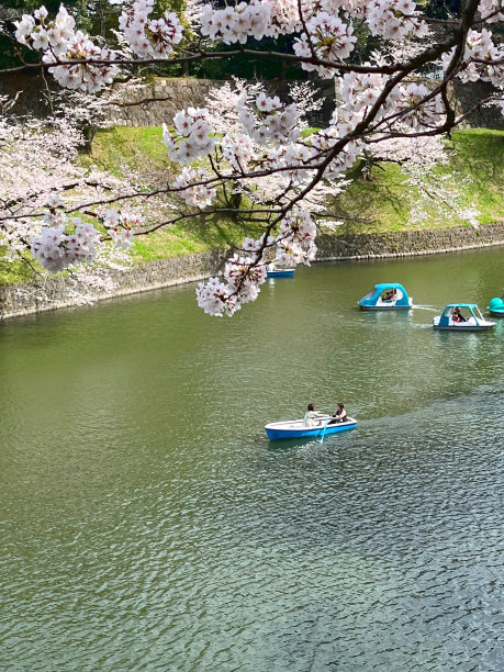 樱花盛开的春天景象图片下载