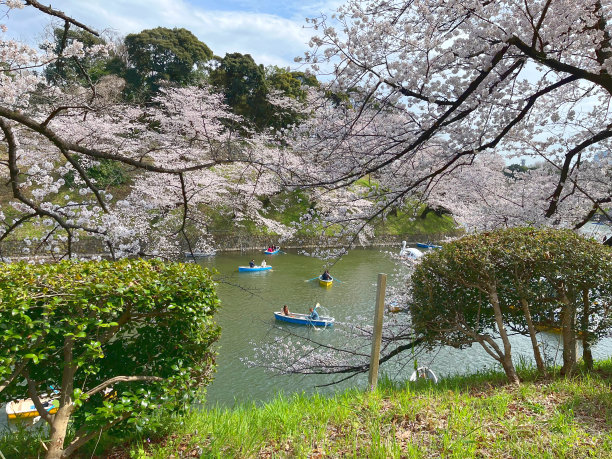 樱花盛开的春天景象图片下载