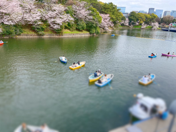 樱花盛开的春天景象图片下载