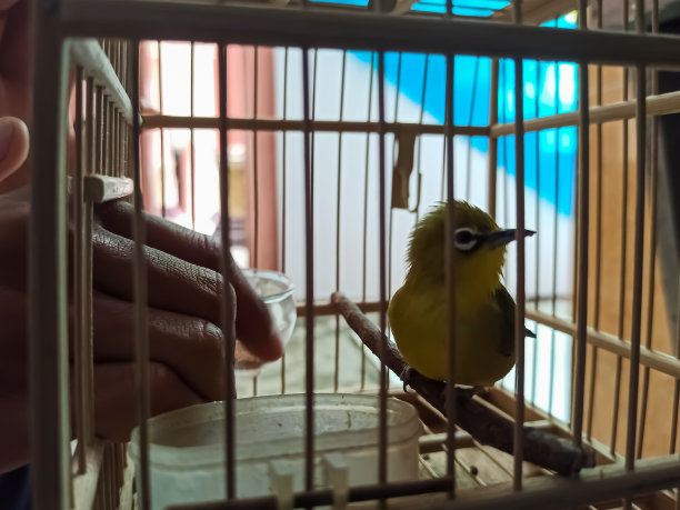 一个男人正在用手抚摸笼子里的一只鸟。图片下载