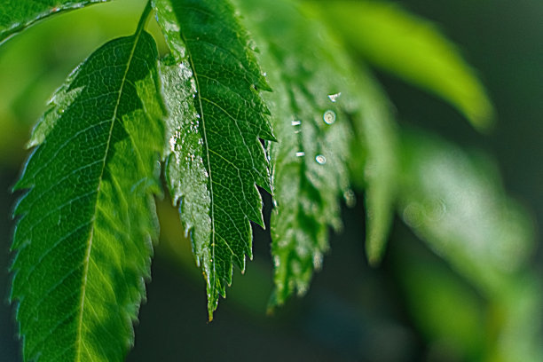 大水滴在春天的照片里，雨滴在植物的叶子上。背景图像在绿松石和绿色色调与散景效果....图片下载
