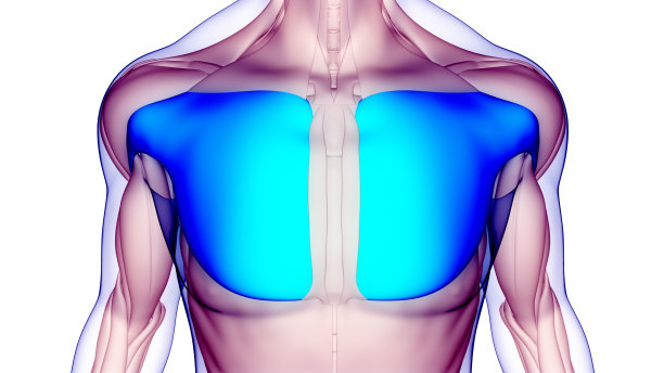 人体肌肉系统躯干肌肉胸肌解剖学图片下载