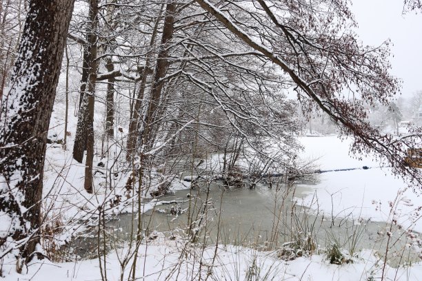 在瑞典的冬季景观中，结霜的美丽树木令人难以置信。完美的背景图片。图片下载