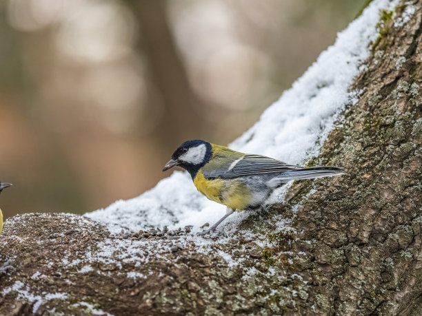 可爱的鸟儿大山雀，鸣禽坐在树枝上与雪在秋天或冬天。图片下载