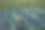 西西里岛埃特纳山上的葡萄园图片下载