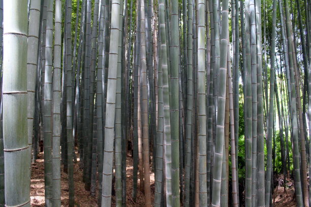 竹子树干的照片图片下载