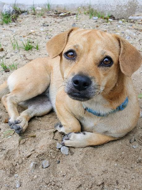 一张狗狗躺在地上戴着蓝项圈的照片。图片下载