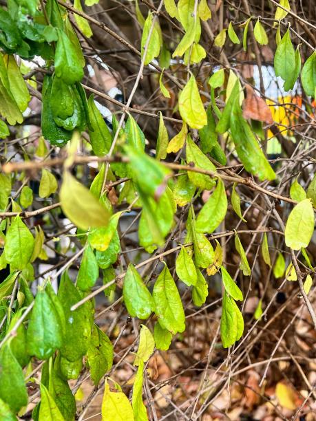 一只鸟坐在树林里的树枝上的照片。图片下载