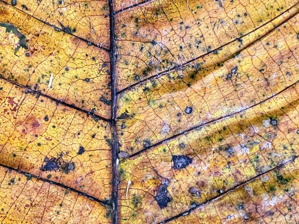 一张带有棕黄相间图案的树叶的照片。图片下载