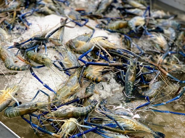 这张照片拍摄的是一盘放在金属容器里的冰虾。图片下载