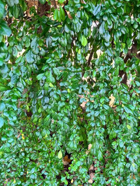 一只鸟坐在树林里的树枝上的照片。图片下载