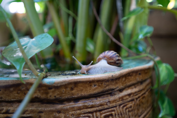 一个古老的浴盆边上有蛞蝓和绿色植物。图片下载