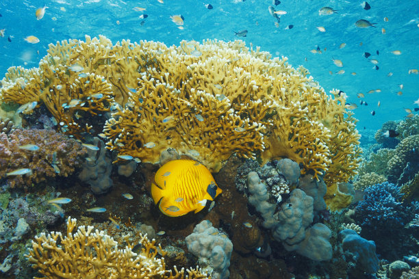 红海的遮面蝴蝶鱼、鱼和火珊瑚水下生物珊瑚礁水下摄影潜水员视角图片下载