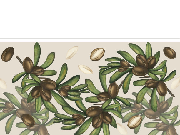 一根坚果树枝的水彩插图。在一个孤立的背景上手绘的一棵摩洛哥坚果树草图。框架是由成熟的坚果和绿叶组成的横幅。身体护理油图片下载