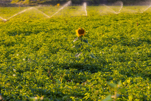 向日葵，太阳，天空，农田灌溉，库存照片图片下载