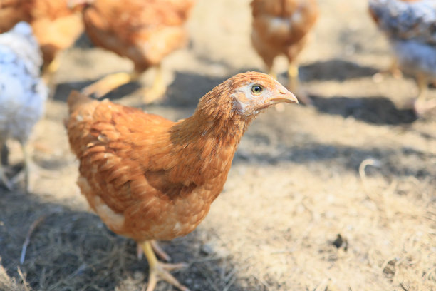 照片中的一只鸡。在阳光明媚的日子里，自由放养的鸡在草地上啄食，寻找食物。家庭农场。国内的鸡。农场的夏日。一只鸡的肖像。图片下载