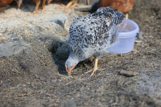照片中的一只鸡。在阳光明媚的日子里，自由放养的鸡在草地上啄食，寻找食物。家庭农场。国内的鸡。农场的夏日。一只鸡的肖像。图片下载