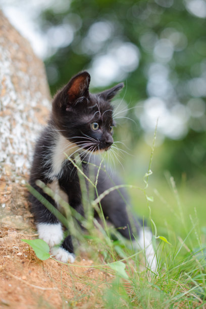一只小猫在草地上图片下载