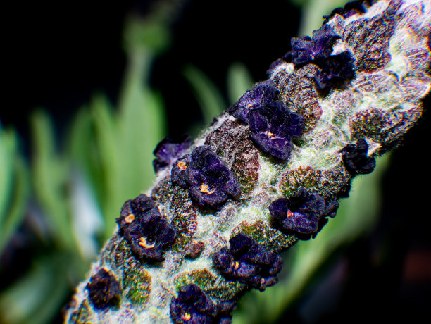 一张薰衣草花的照片图片下载