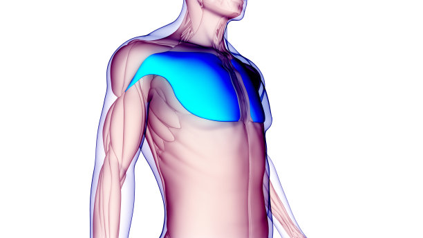 人体肌肉系统躯干肌肉胸肌解剖学图片下载