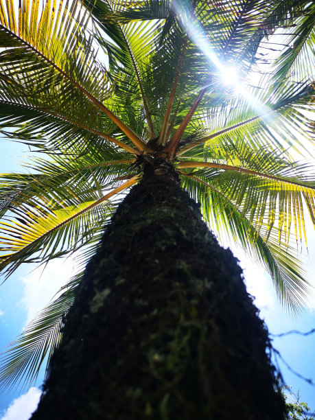 花园里棕榈树的散焦视图。从低角度拍摄的照片，阳光照在树叶上图片下载
