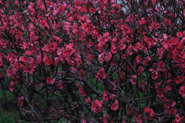 粉花树图片下载