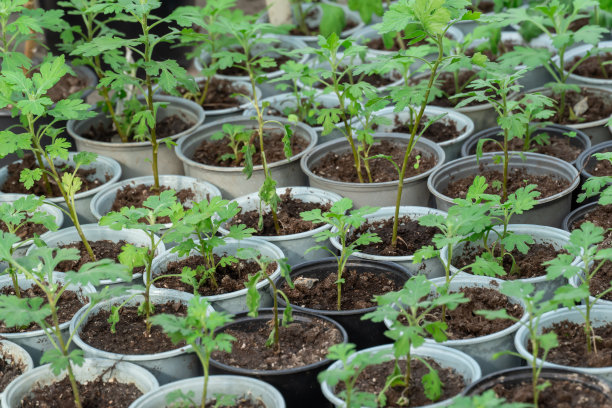 商业温室盆栽菊苗。金菊茎插枝。图片下载