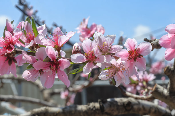 桃花图片下载