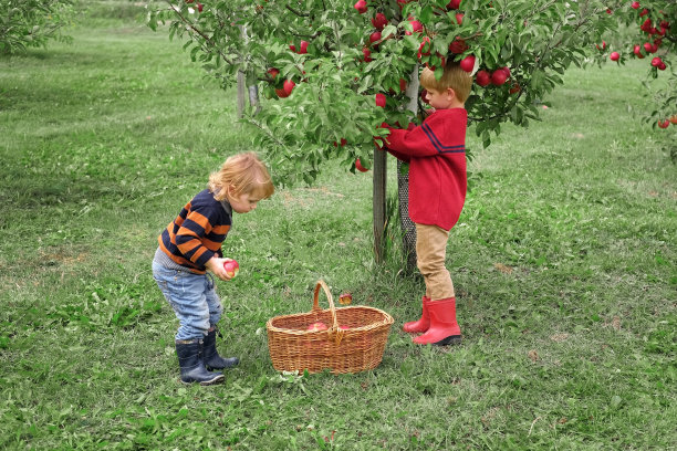 两个小孩在收获前的苹果园里。幼童、男孩和女孩在果园里吃着大红苹果。秋天收获的新鲜苹果篮子。秋日阴天软影。图片下载