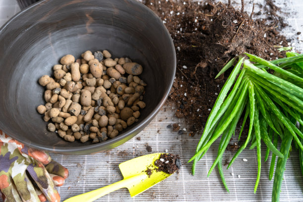 盆底膨化粘土颗粒用于排水根系水分，适用于芦荟盆栽、移栽。多肉放在桌子上，花盆里，泥土里，勺子里图片下载