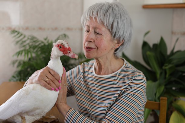 老妇人和她的鸭子图片下载