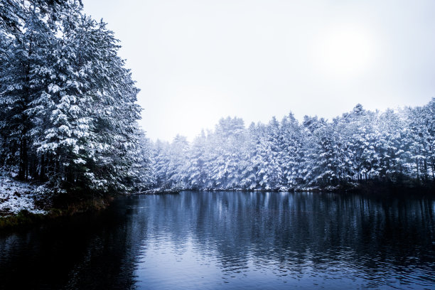 风景如画的照片捕捉了高耸的松树和冰冻的湖泊背景下的雪林景象。图片下载