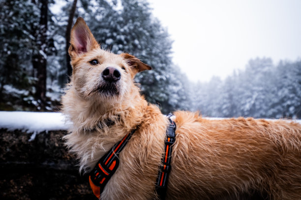 这张照片捕捉到了白雪皑皑的森林里心爱的狗狗，展示了对动物和自然的热爱。图片下载