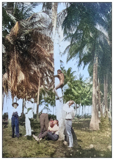 古色古香的黑白照片:古巴爬树摘椰子图片下载