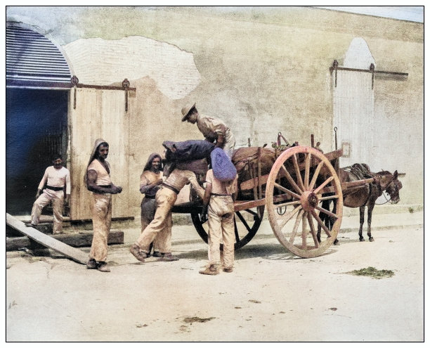 古色古香的黑白照片:在古巴卸载咖啡图片下载