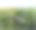古董黑白照片:夏威夷运输甘蔗的水槽图片下载