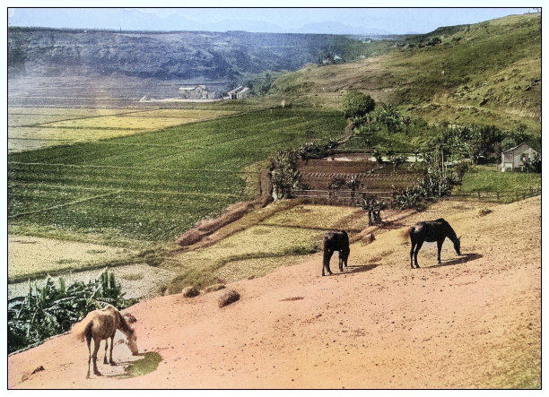 古色古香的黑白照片:夏威夷考艾岛的卡瓦伊附近图片下载