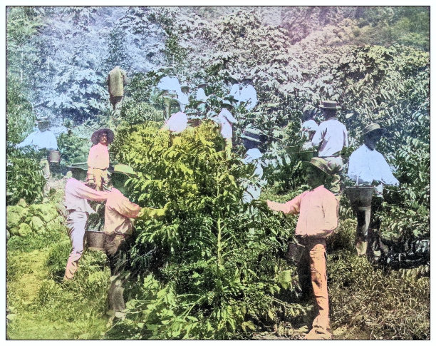 古色古香的黑白照片:在夏威夷怀亚纳附近采摘咖啡图片下载