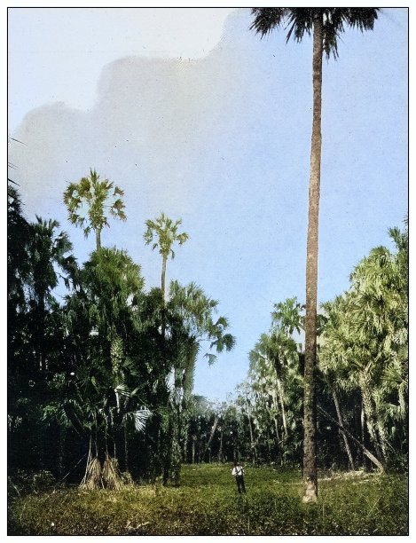 古色古香的黑白照片:巨大的棕榈树，古巴图片下载