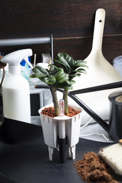 将一个小的Zamioculcas Zenz从椰子泥炭中重新盆栽到合适的粘土碎片和熔岩矿物基质中。植物根系健康理念。手工制作的照片,图片下载